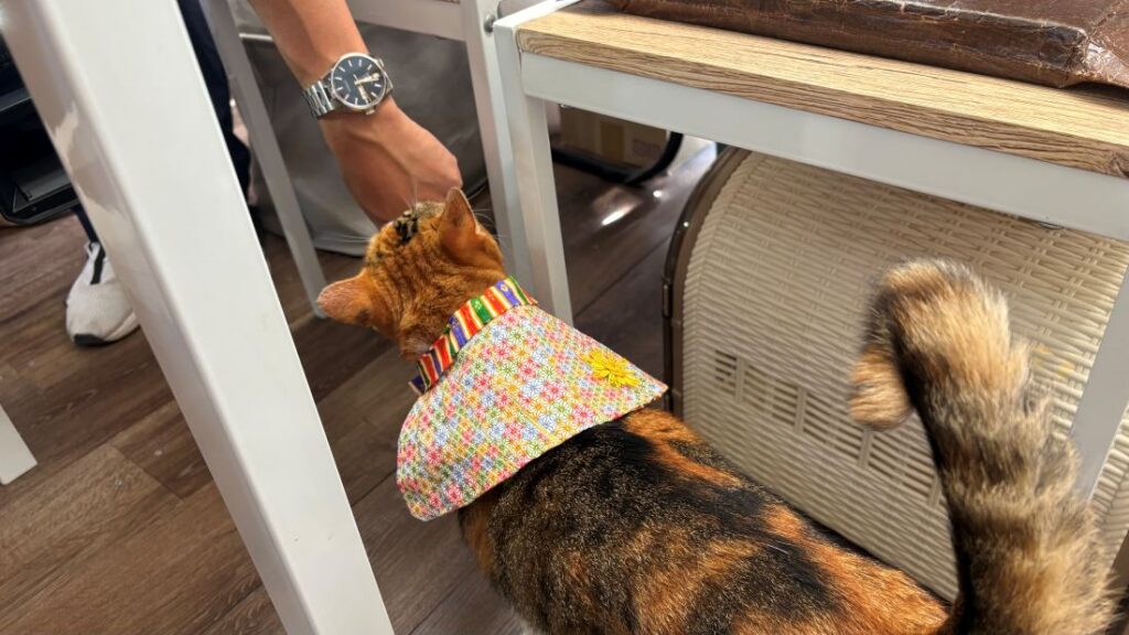 テレビ撮影される看板猫