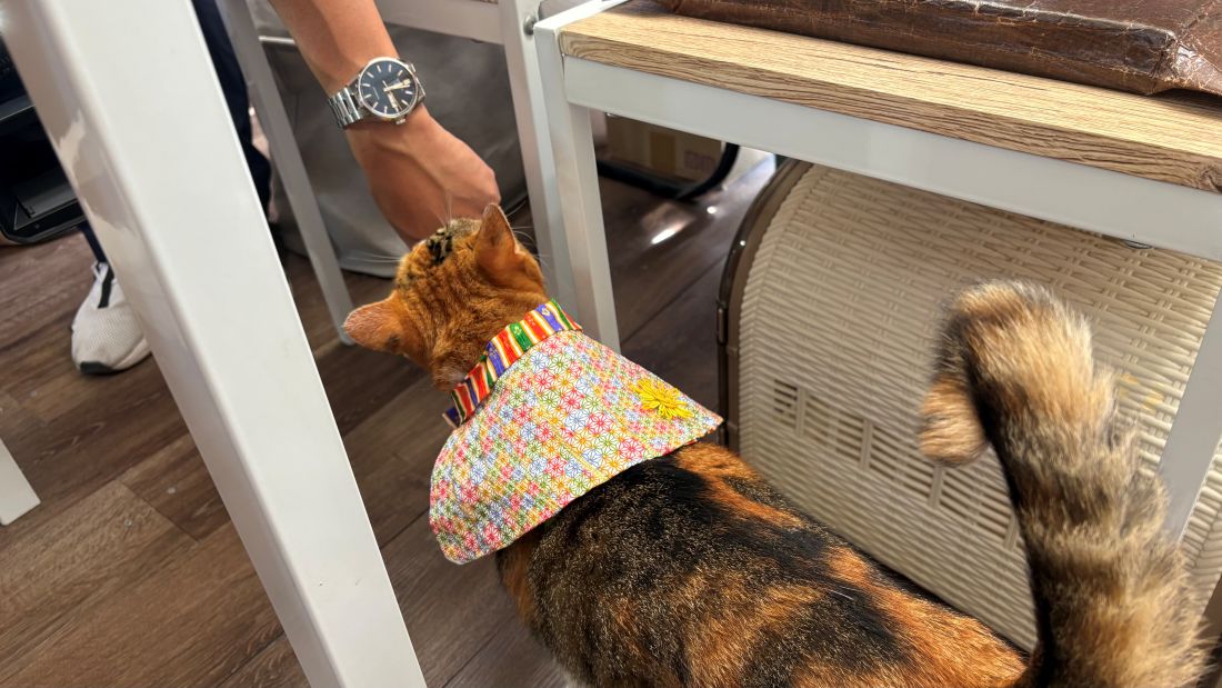 テレビ撮影される看板猫