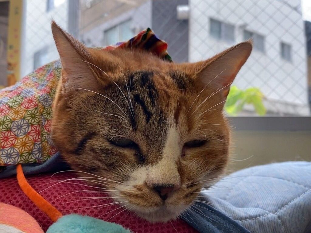 撮影当日の看板猫かみちゃん