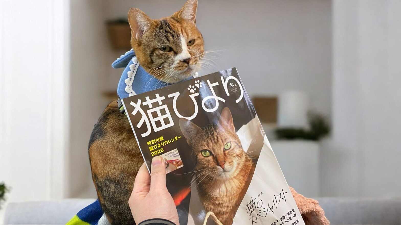 猫びよりと看板猫かみちゃん