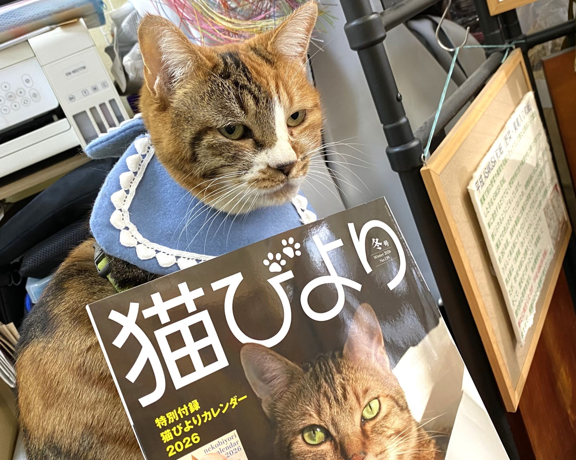 雑誌猫びより